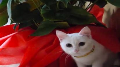 Ortahisar Belediyesi'nin yeni üyesi: Sütlaç kedi