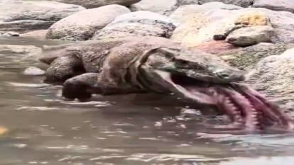 Komodo ejderi yakaladığı ahtapotu saniyeler içinde yedi