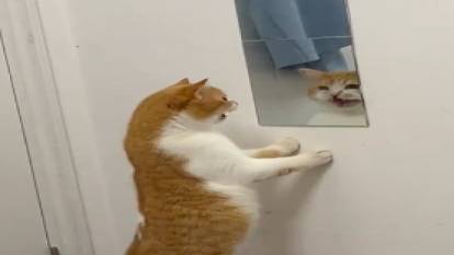 Aynadaki yansımasıyla konuşan kedi viral oldu