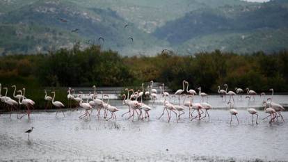 Flamingolar görenleri hayran bıraktı