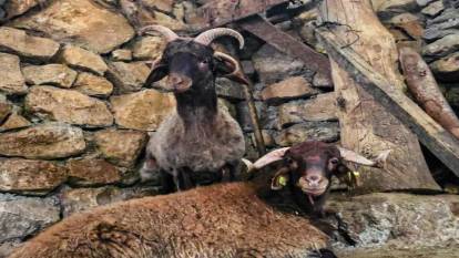 4 boynuzlu koç ahırdaki koyunlara liderlik ediyor