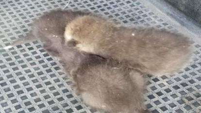 Annesiz kalan tilki yavruları kurtarıldı