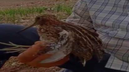 Ülkemizde nadir görülen Gallinago kuşu yaralı halde bulundu