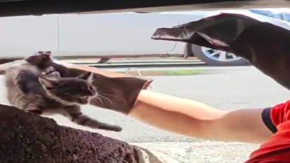 Otomobilin motorundan çıkarılan kedi itfaiyenin motoruna girdi