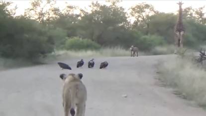Afrika'dan şaşırtıcı görüntüler: Dört akbaba iki aslan sırtlan ve zürafa aynı yolda uzun uzun bakıştı