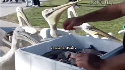 İzmir'de bir kişi artan balıkları pelikanlara dağıttı