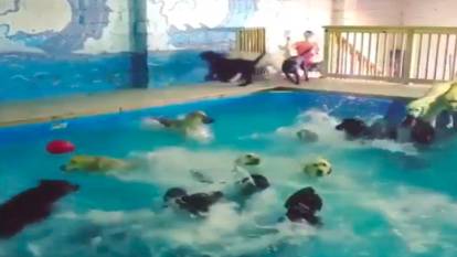 Köpekler kendilerine özel havuzda doyasıya yüzdüler