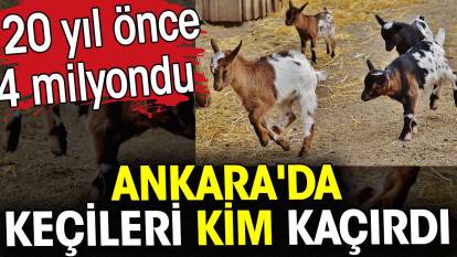 Ankara'da keçileri kim kaçırdı? 20 yıl önce 4 milyondu