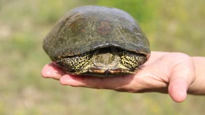 Düzce'de bulunan nesli tehlikedeki 'benekli kaplumbağa' korumaya alındı