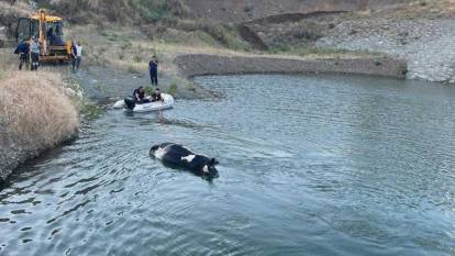 Gölete düşerek telef olan inek, 4 saat süren çalışmayla sudan çıkarıldı