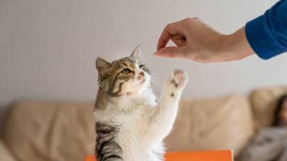 Evde kedileri eğitmenin yolları nelerdir?