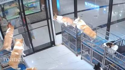 Evcil hayvan mağazasındaki köpekler müşteriyi gördüklerinde heyecanlandı