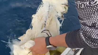 Antalya'da çuvala takılan yavru deniz kaplumbağasını balıkçı kurtardı