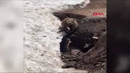 Hakkari'de hayvan otlatırken ayı saldırdı