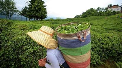 Rize'nin 4 aylık çay ihracatı belli oldu