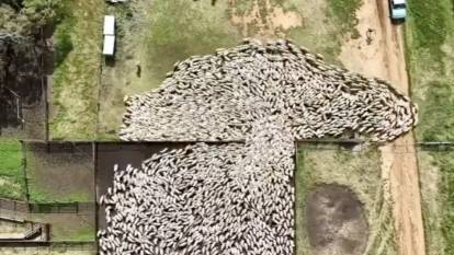 Yüzlerce koyunu kontrol eden iki çoban köpeği