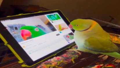 Tabletinden video uygulasında dolanan papağan ilgi çekti