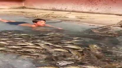 Yavru timsahlarla dolu havuzda korkusuzca yüzdü