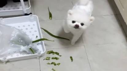 Acı biber yiyen köpeğin son hali
