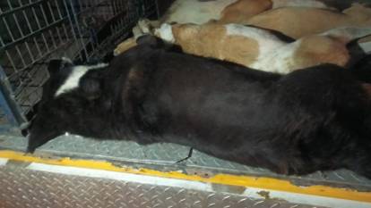 İzmir’de 10 köpek zehirlenerek öldürüldü