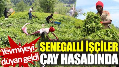 Senegalli işçiler çay hasadında: Yevmiyeyi duyan geldi