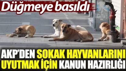 AKP'den sokak hayvanlarını uyutmak için kanun hazırlığı. Düğmeye basıldı