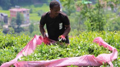 Senegalli çay işçileri sınır dışı edilecek. Günlük kazançları dudak uçuklatıyor