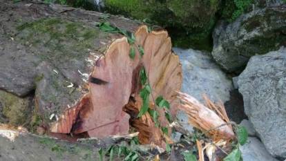 Bin 183 yaşındaki porsuk ağacının kesilmesine suç duyurusu