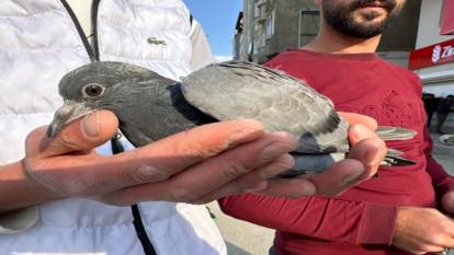 Yüksekovalı gençler yaralı buldukları güvercini kurtardı