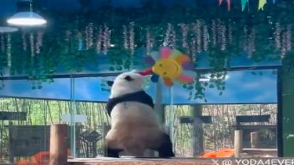 Dans eden panda sosyal medyayı salladı!