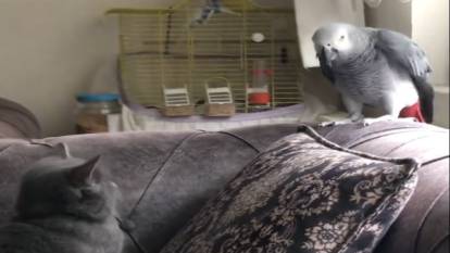 Sahibinin sesini taklit ederek kediyi kandıran papağan