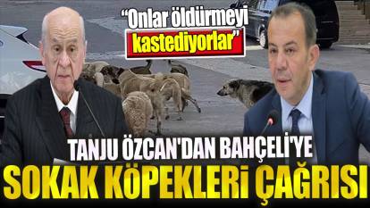 Tanju Özcan'dan Bahçeli'ye sokak köpekleri çağrısı. 'Onlar uyutmayı kastetmiyorlar'