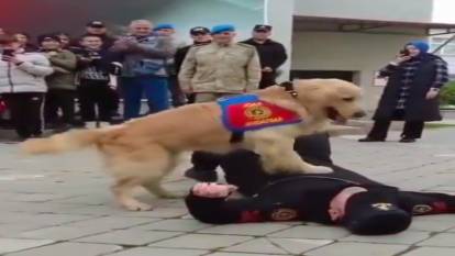 Jandarma köpekleri kalp krizi müdahalesi için eğitiliyor