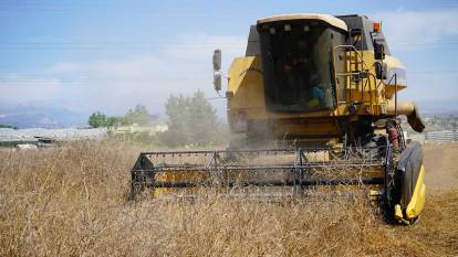 Tarsus'ta yerli tohum buğday hasadı yapıldı