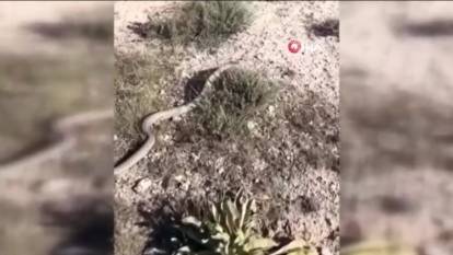 Zehirli engerek yılanı Siverek’te görüntülendi