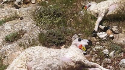 Sivas'ta yıldırım düştü. Sürüdeki 38 koyun öldü