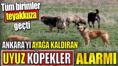 Ankara'yı ayağa kaldıran uyuz köpekler alarmı. Tüm birimler teyakkuza geçti