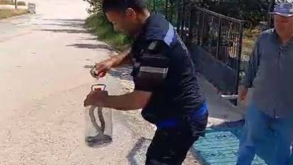 Son yılan bükücü yılanı kıskıvrak yakaladı