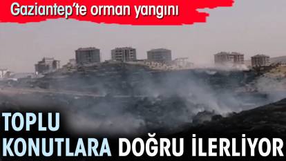 Gaziantep'te orman yangını. Toplu konutlara ilerliyor