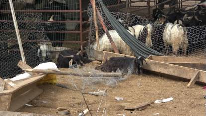 Otomobil hayvan pazarına girdi: 20 kurbanlık hayvan telef oldu