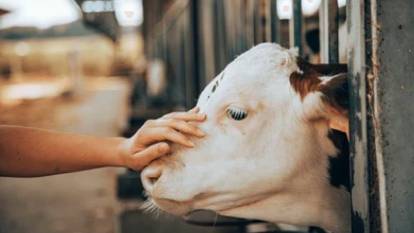 Danimarka, çiftlik hayvanlarının saldığı gazlar için vergi uygulayacak