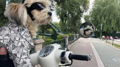 Özel kaskı ve gözlüğüyle motorla gezen köpek: Papi