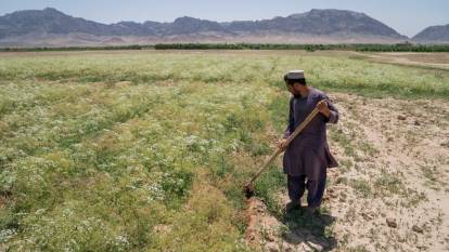 Taliban'ın haşhaş yasağı Afganları ölüme sürüklüyor