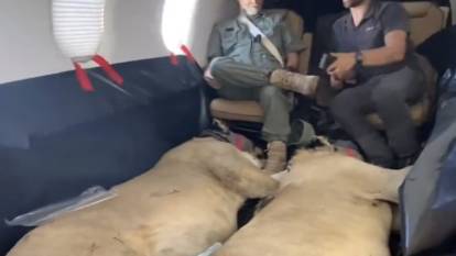 İki aslanla yapılan uçak yolculuğu gündem oldu