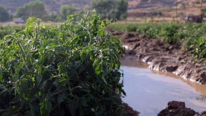Bingöl'de sağanak ve dolu felaketi: Çiftçiler zararını anlattı