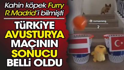 Türkiye Avusturya maçının sonucu şimdiden belli oldu. Kahin köpek Furry seçimini yaptı
