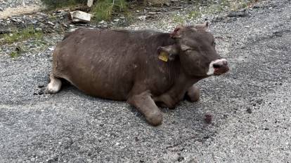 500 metrelik kayalıktan yuvarlanan inek ağır yaralandı