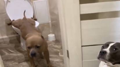Tuvaletini klozete yapan köpek görenleri şaşırttı