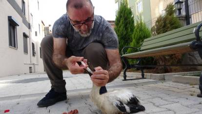 Tokat'ta bulduğu yaralı yavru leyleği İstanbul'daki evinde besliyor
