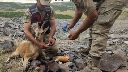 Jandarmanın bulduğu yaralı dağ keçisi koruma altına alındı